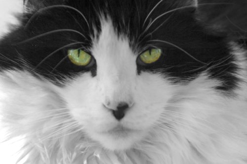 Photography, Pet Portraits